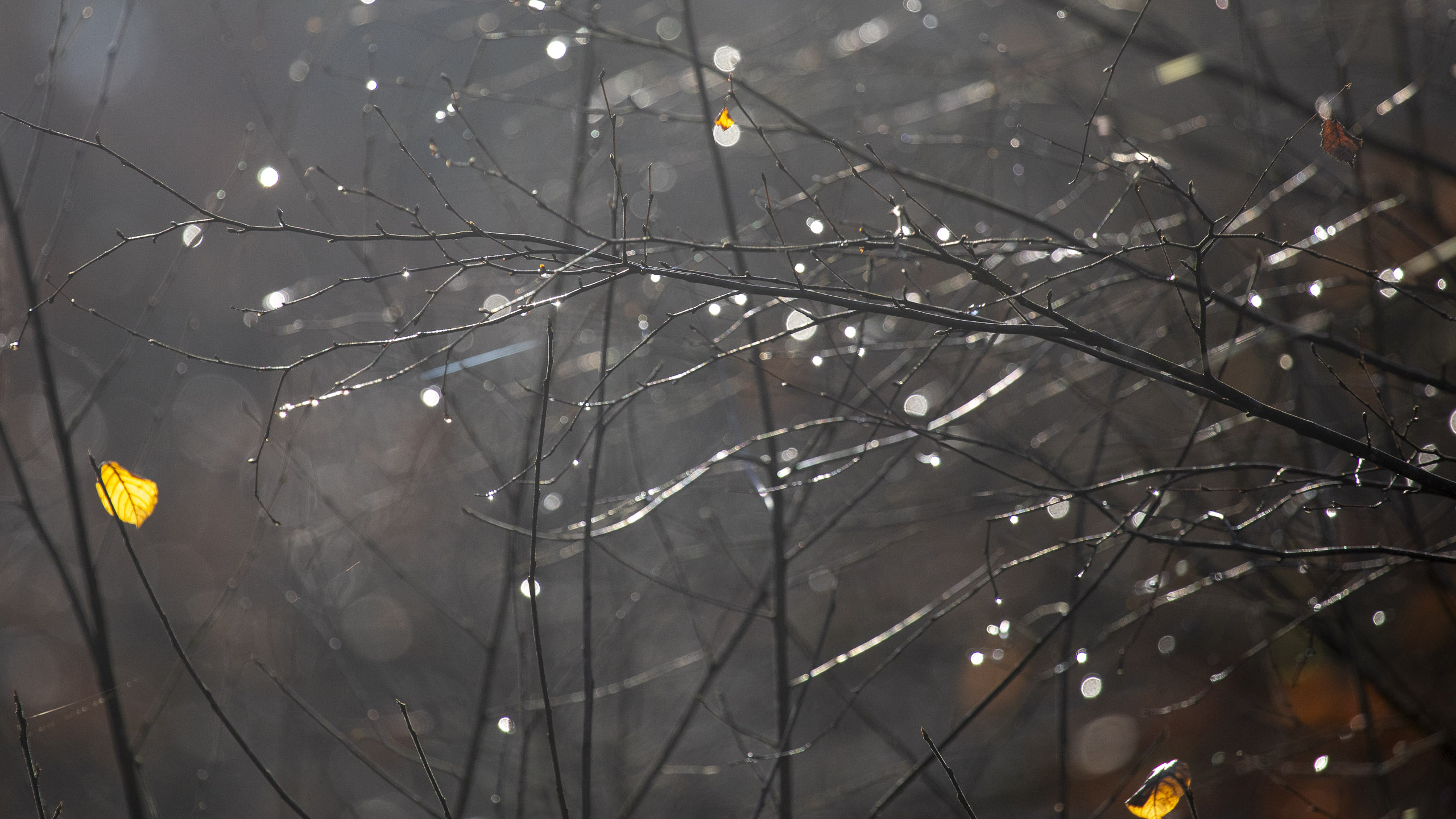 20251129122735 RD4 0849